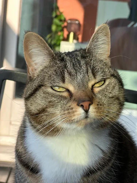 Yuna, my tabby cat, enjoying a sunny spot.